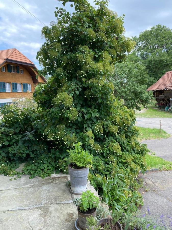 B&B Tannen124 Oberburg Экстерьер фото